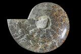 Polished Ammonite (Cleoniceras) Fossil - Madagascar #166391-1